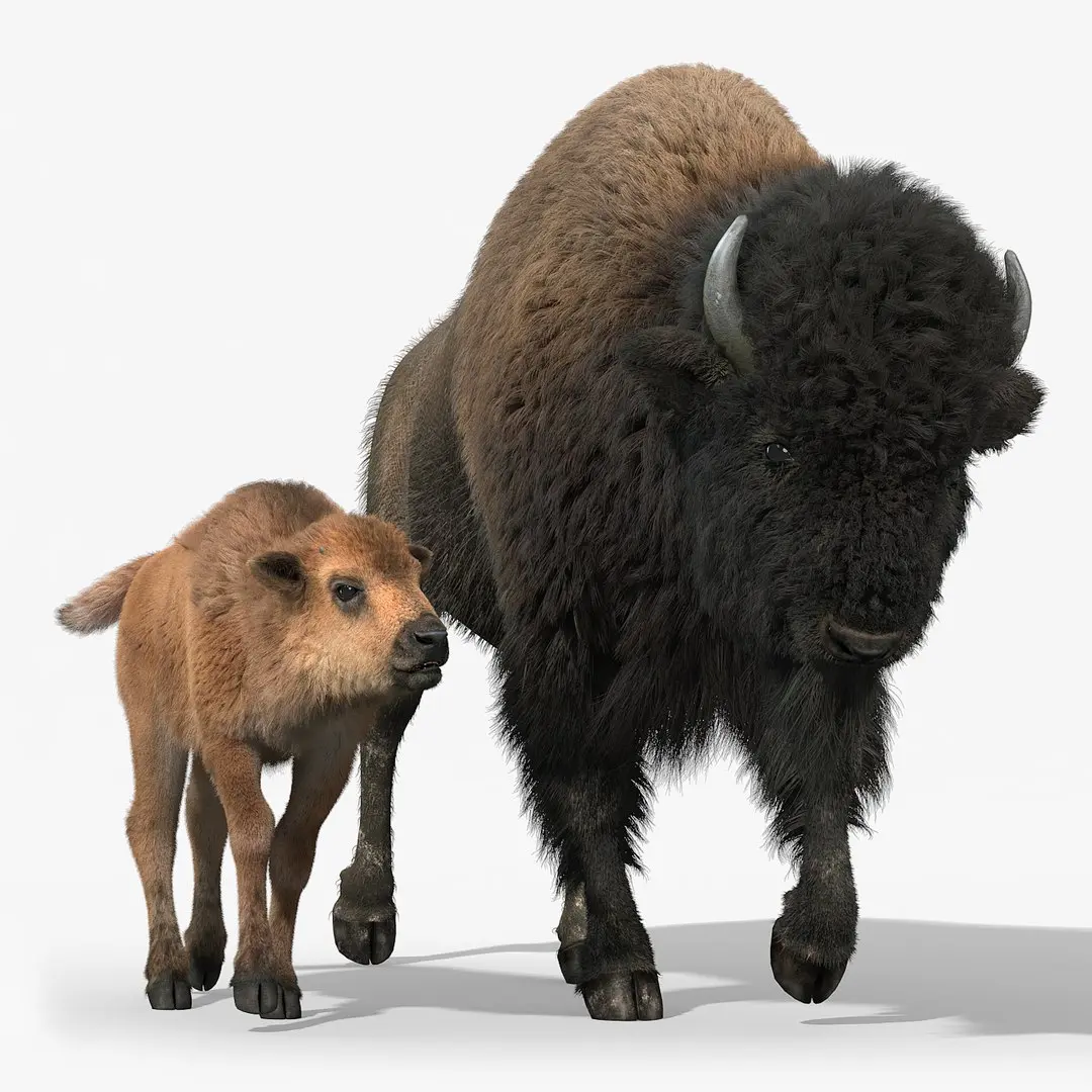 American Bison GROUP(FUR)(RIGGED) 3D model