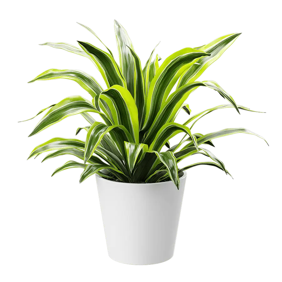  Dracaena Potted Plant Model, Lemon Lime  buy