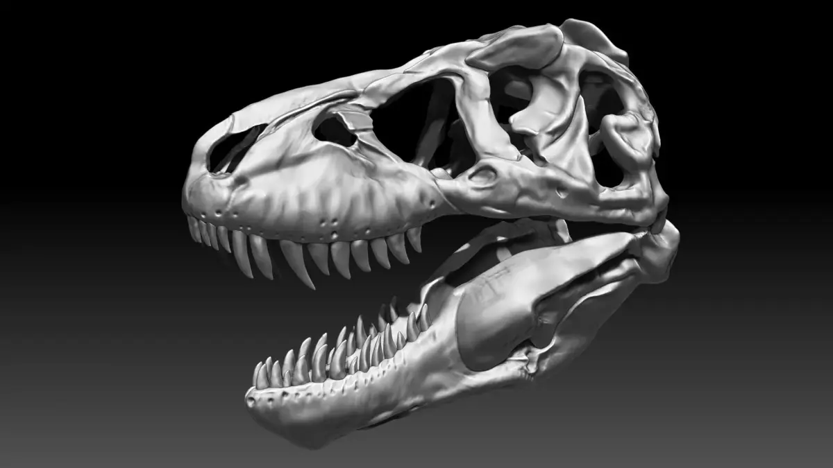 Dinosaur Tyrannosaurus Rex SUE Skull Set 3D model
