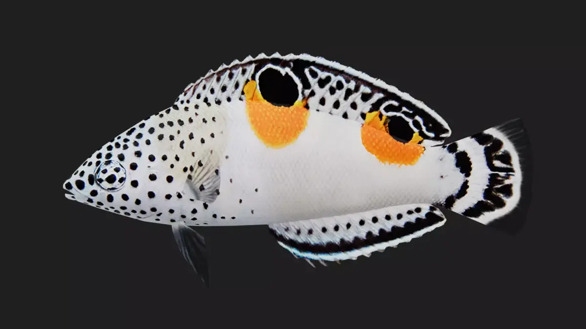 Wrasse Low-poly 3D model 10