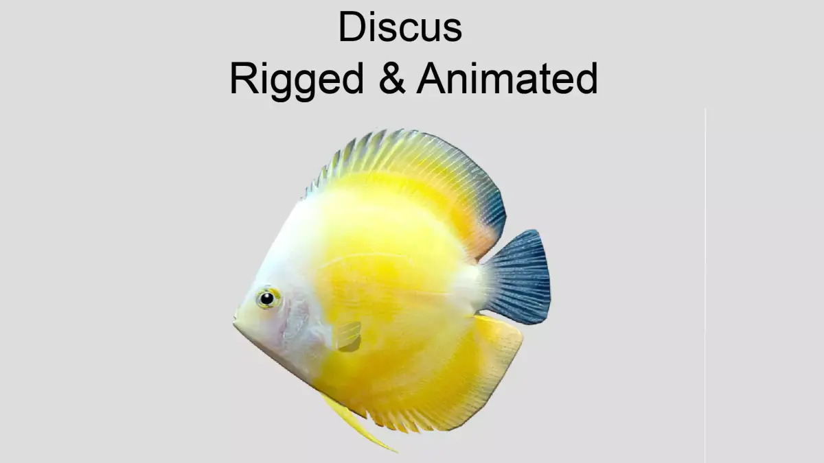 Discus Realistic Animated Low-poly 3D model