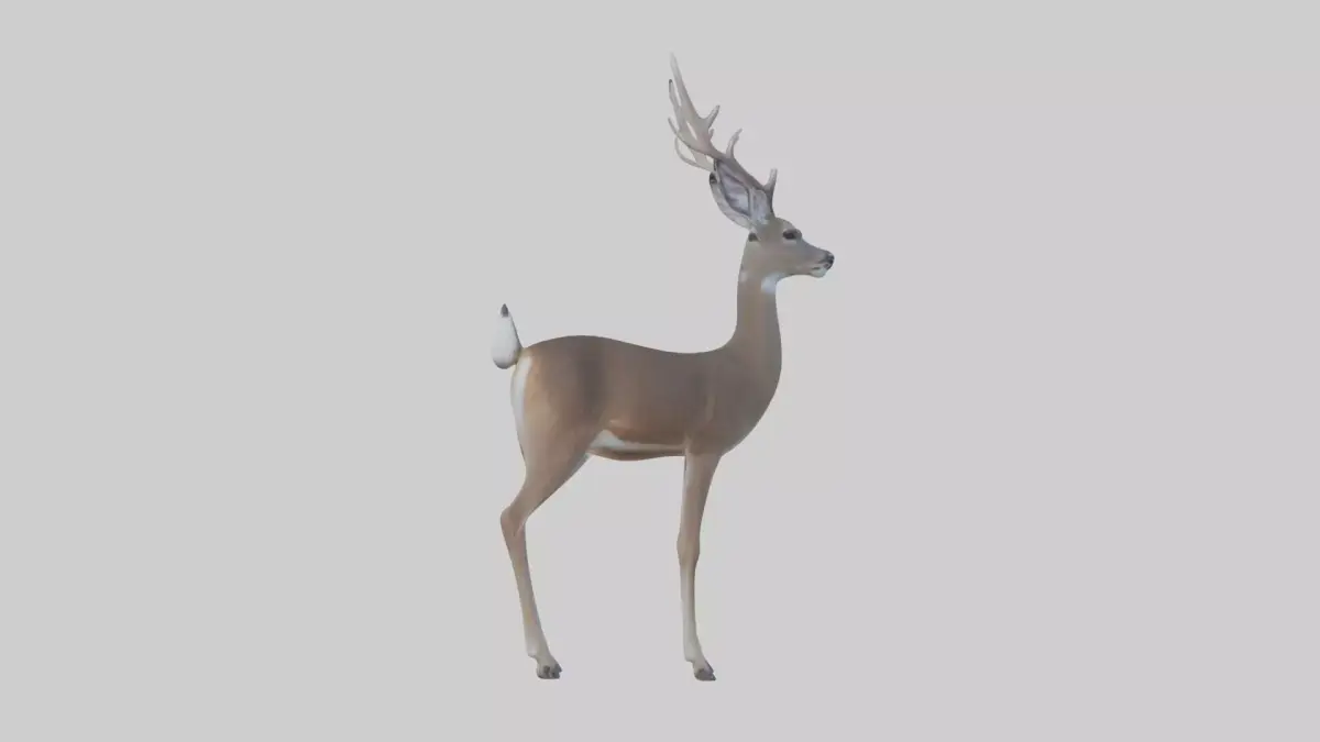 White-tailed deer Low-poly 3D model
