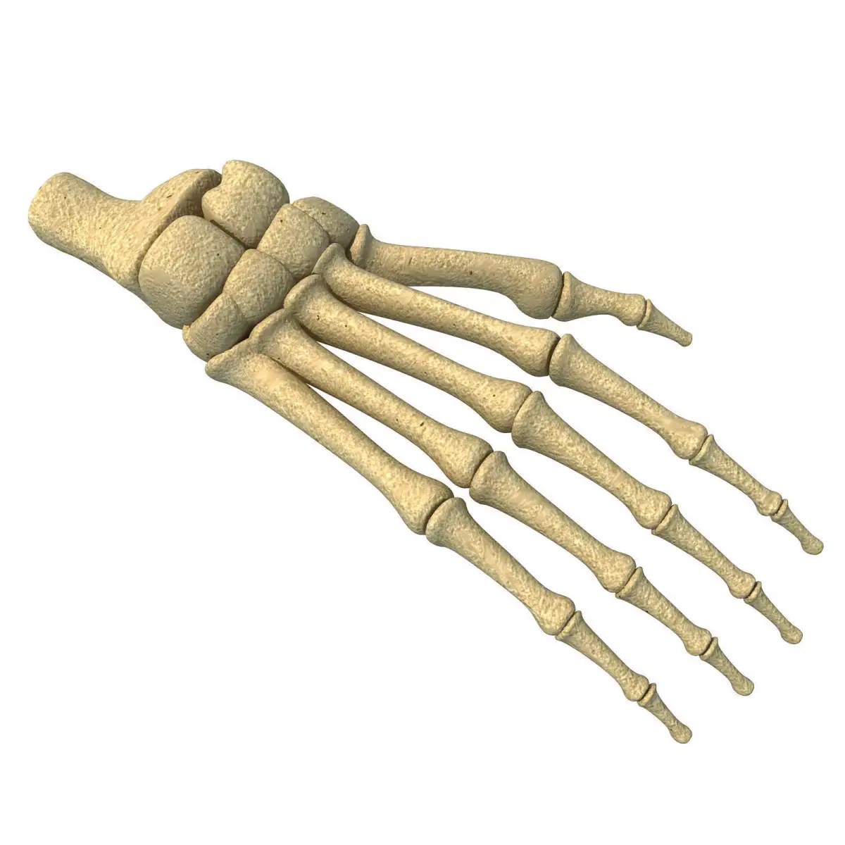 Detailed Animal Foot Bones 3D model
