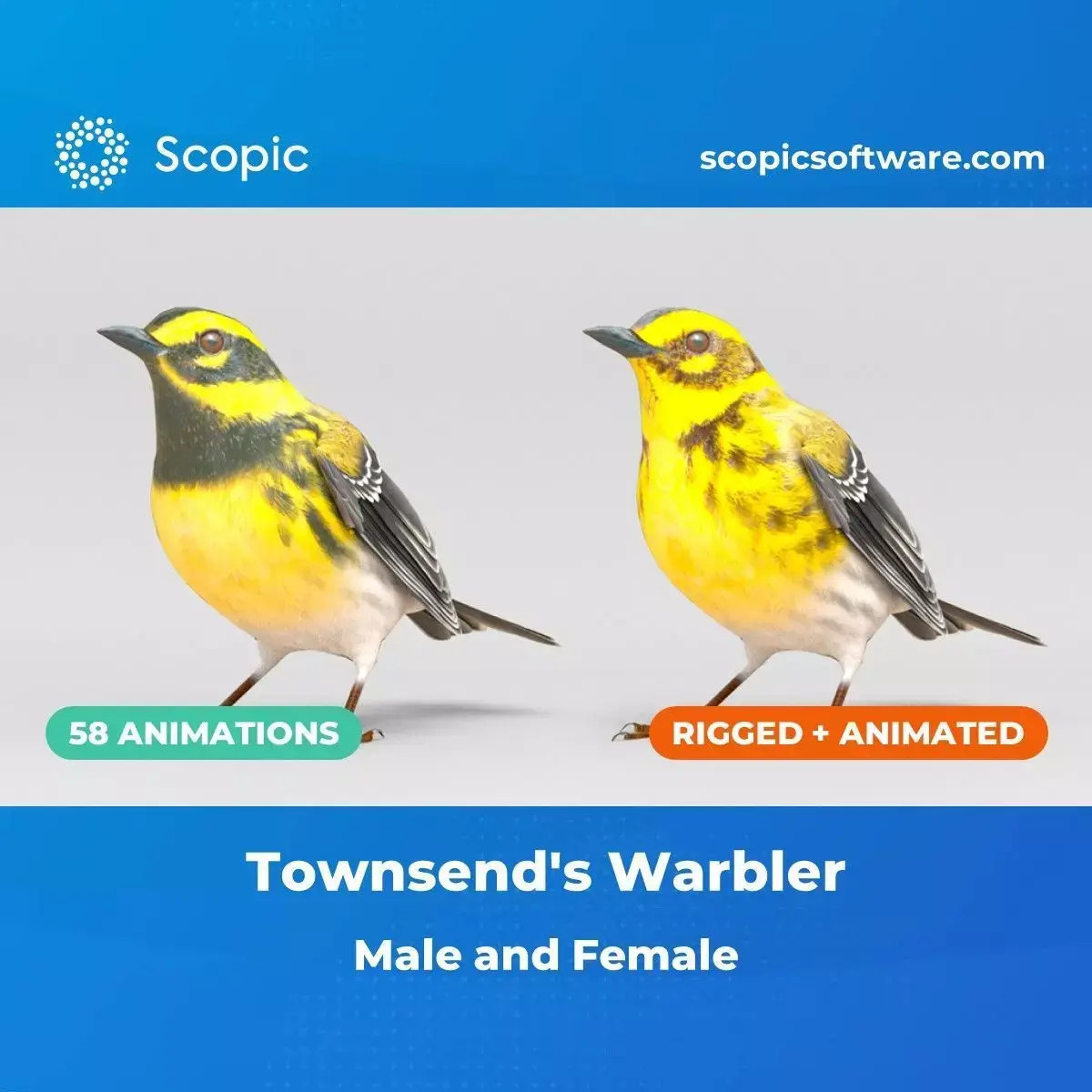 3D Bird Pack Townsends Warbler Male and Female Low-poly 3D model
