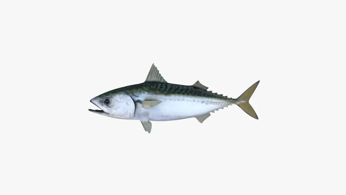 Pacific Chub Mackerel 3D model