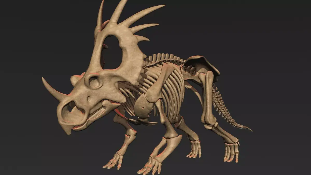 Styracosaurus skeleton 3D model