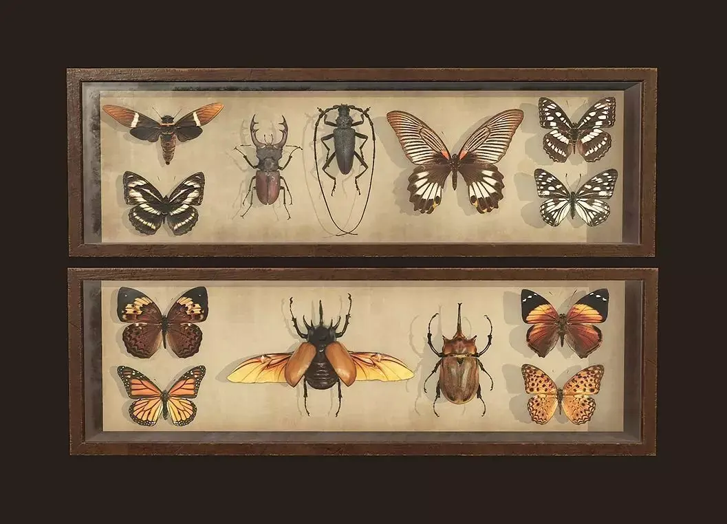 Entomological pictures - PBR Game Ready  Low-poly 3D model