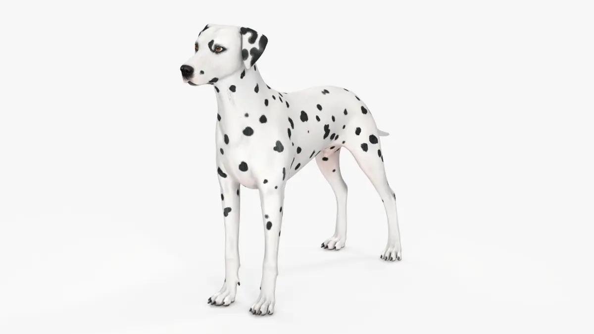 Spotted Dalmatian Dog 3D model