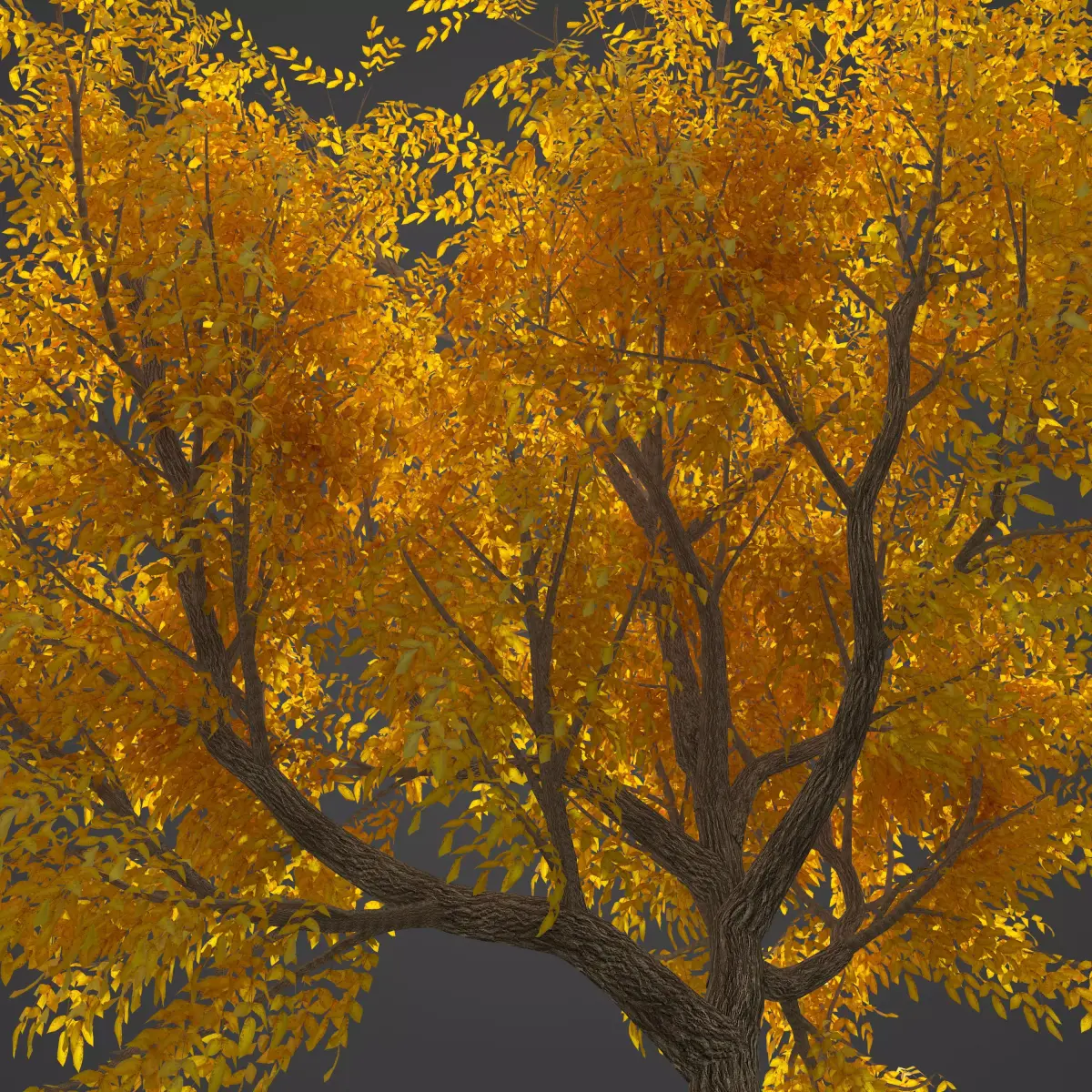 2021 PBR Japanese Walnut Collection - Juglans Ailantifolia  3D model