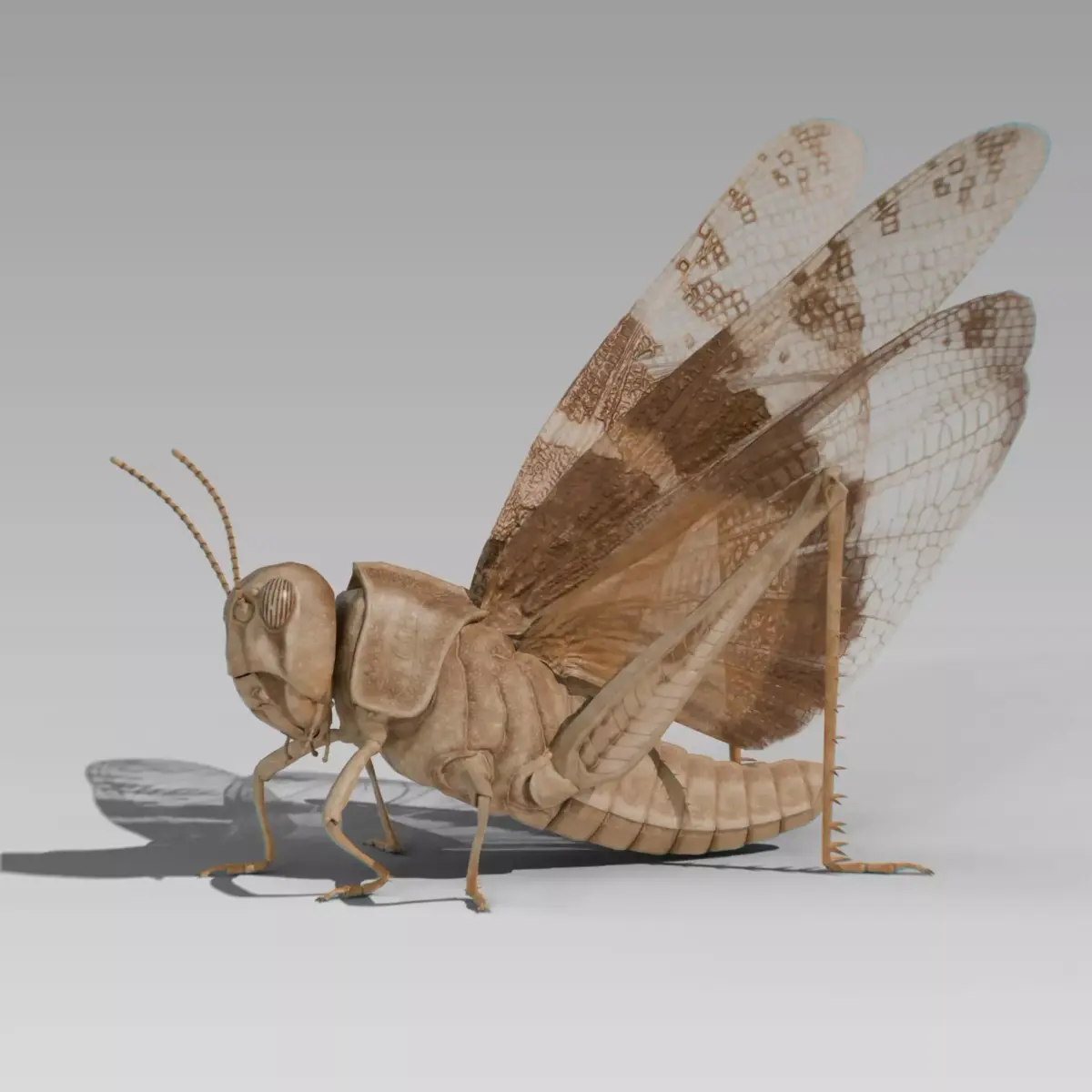 Locust Grasshopper Low-poly 3D model