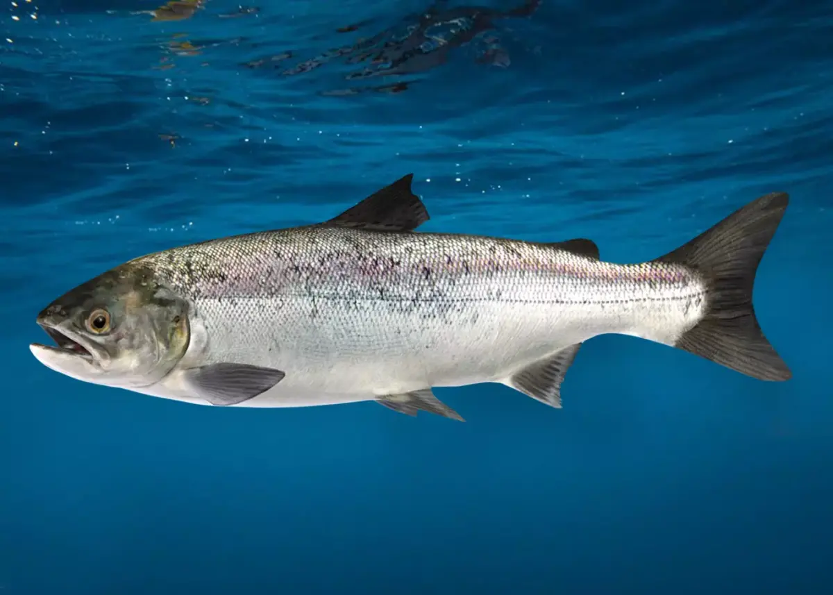 Realistic Salmon Animated 3D model