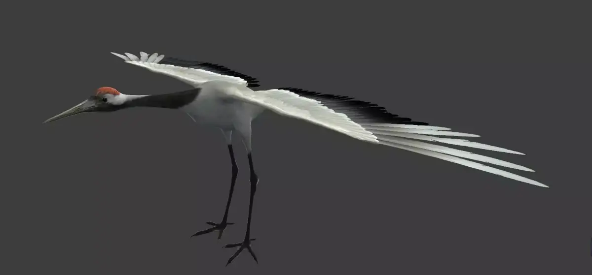 Red-crowned crane Low-poly 3D model