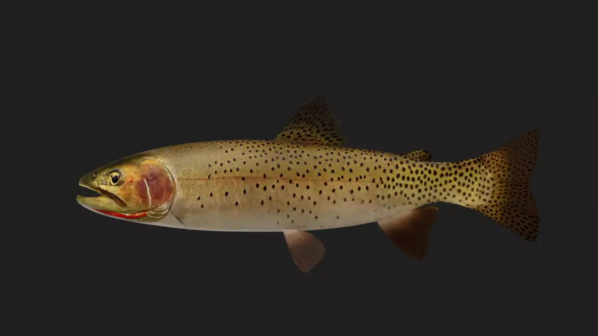 Trout Low-poly 3D model 4