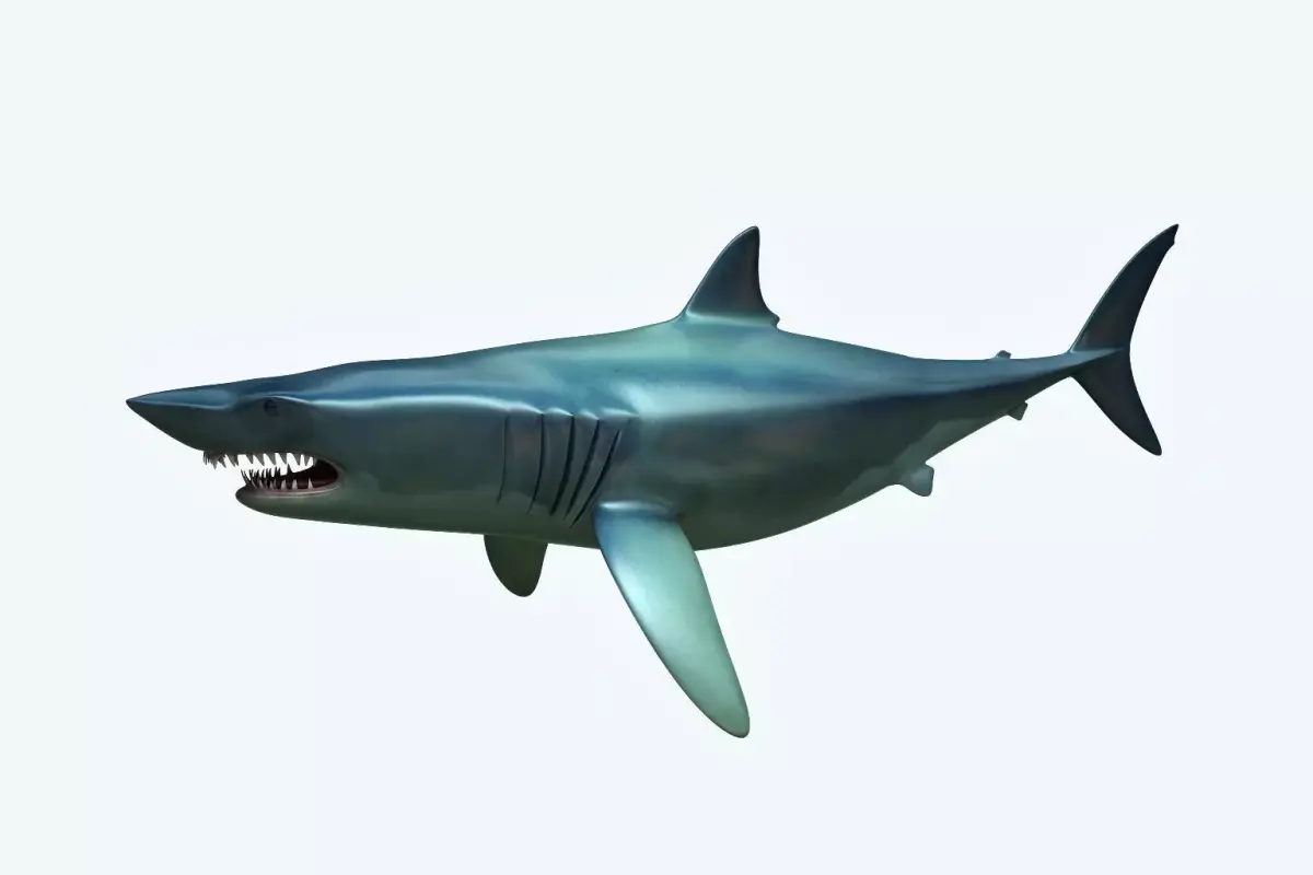 Shark dolphin 3D model