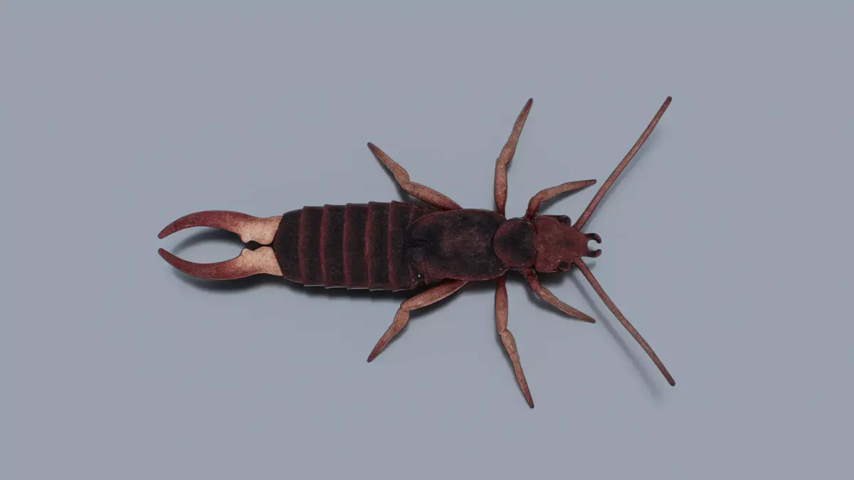 Earwig Low-poly 3D model