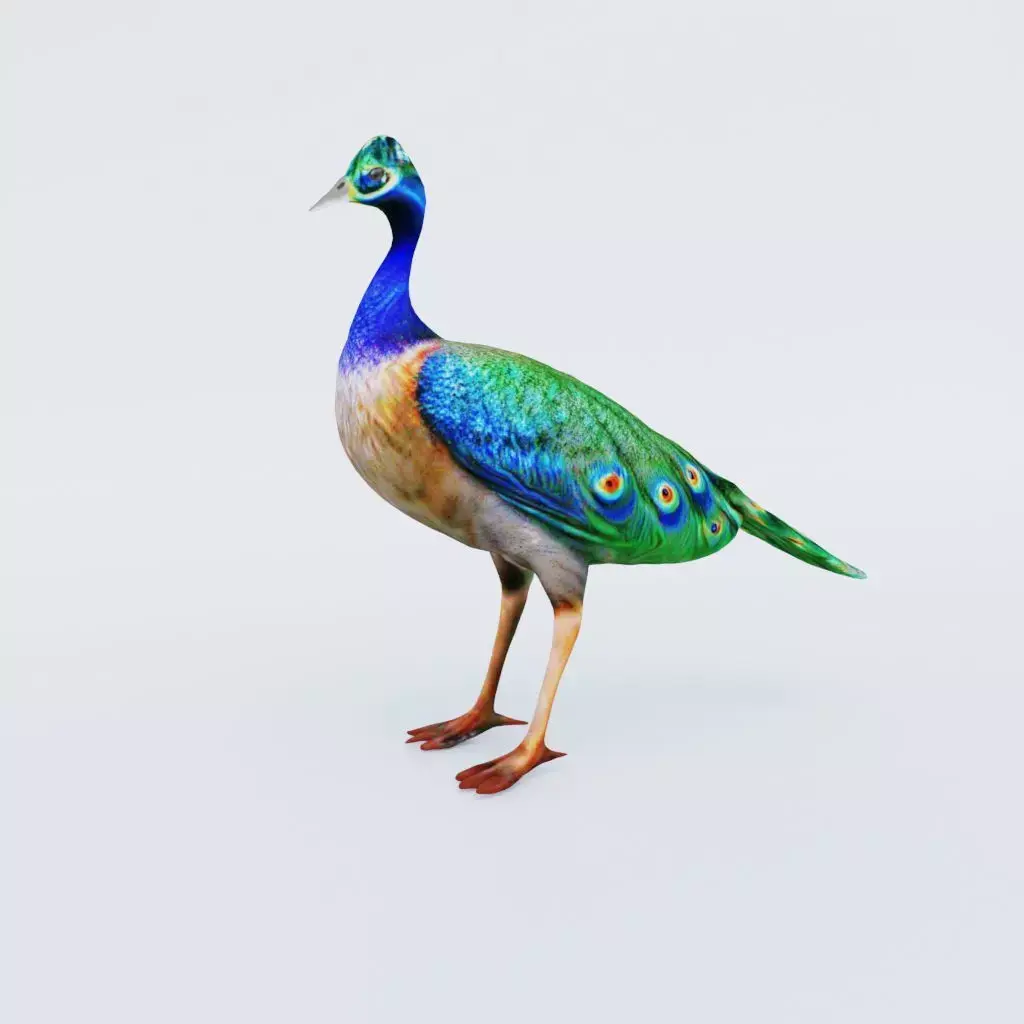 Peacock Free 3D model