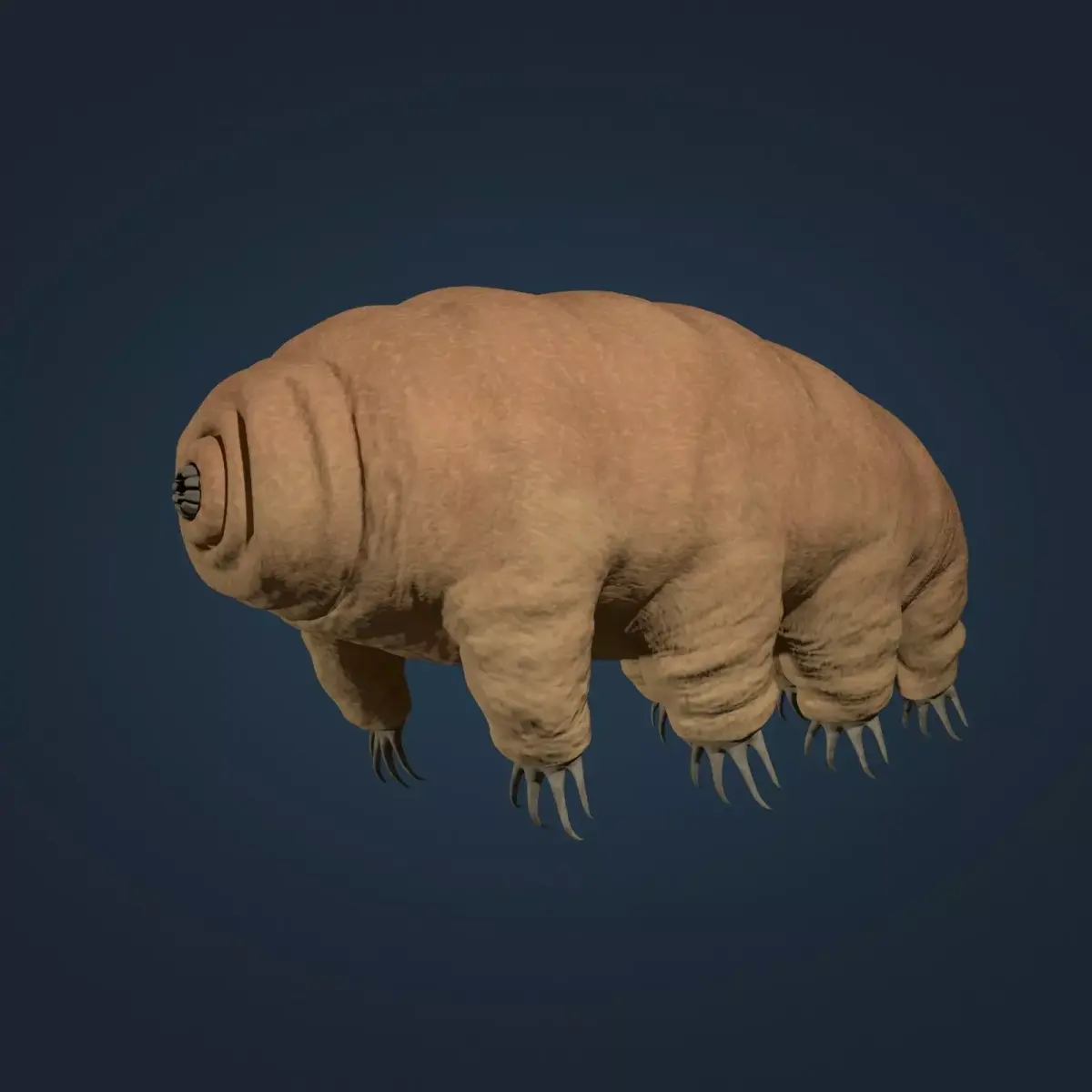 Tardigrade - Microscopic Water Bear - Moss Piglet Low-poly 3D model