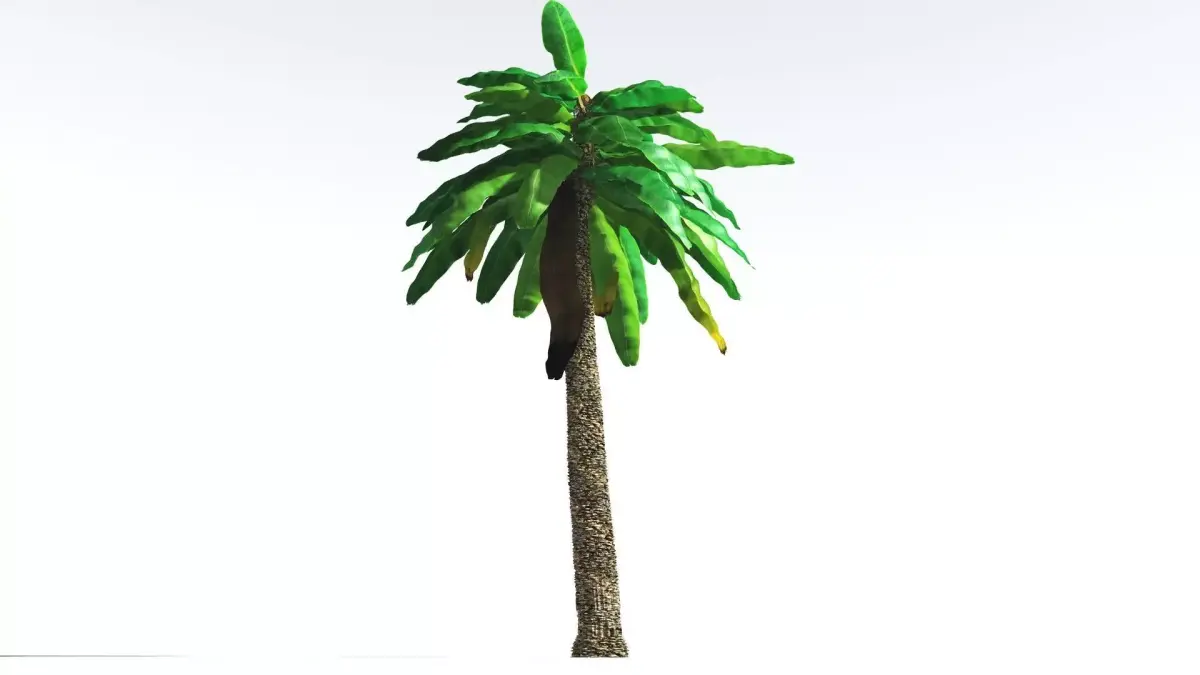 EVERYPlant Bjuvia Cycad 3 --12 Models-- 3D model