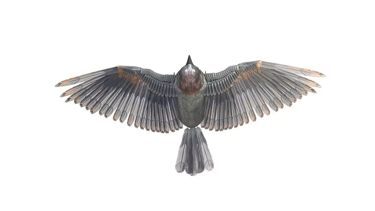 Sparrow Bird Rigged 3d model Free low-poly 3D model