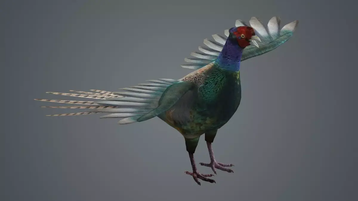 pheasant bird feathers feather birds animals  nature 3D model