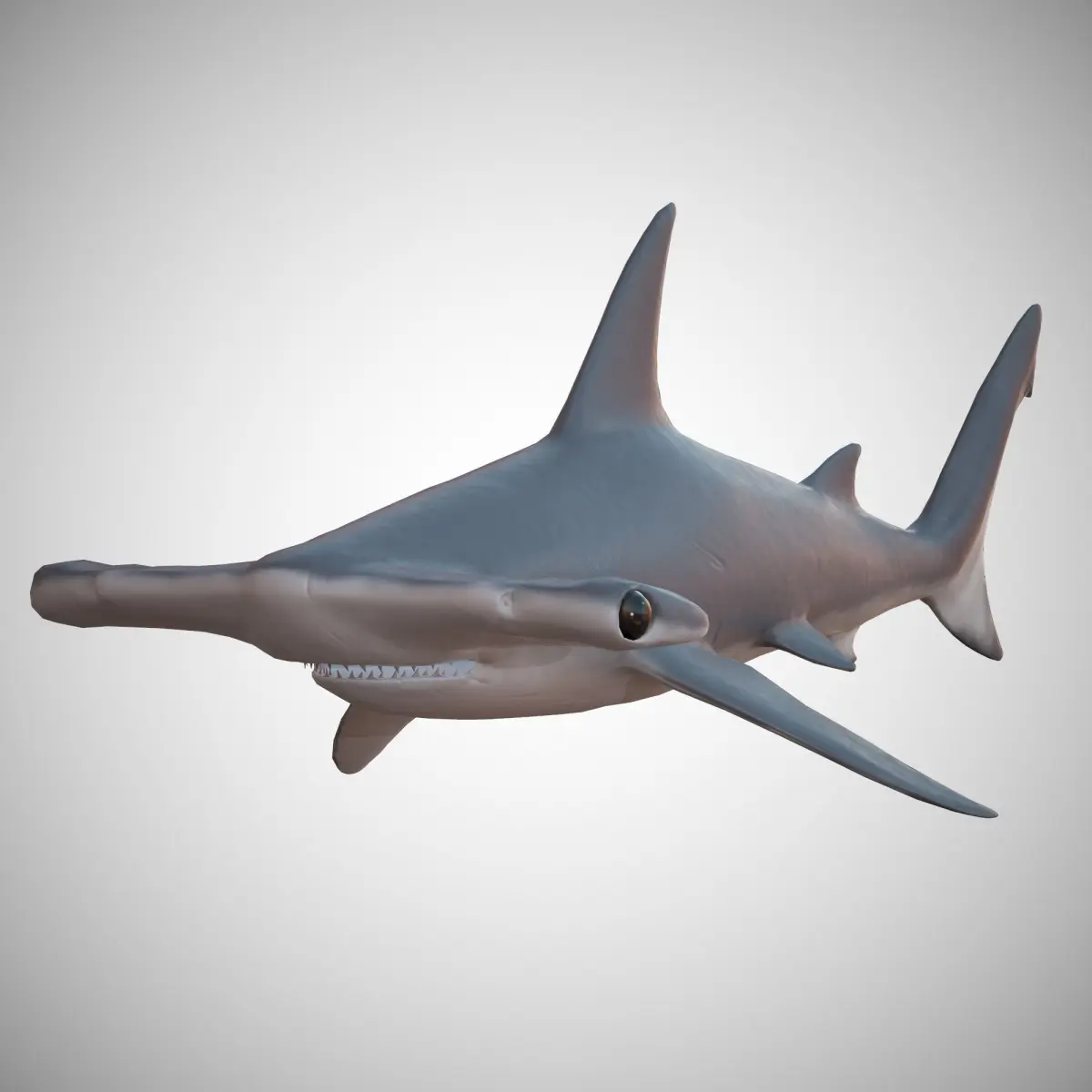Hammerhead Shark Low-poly 3D model 3