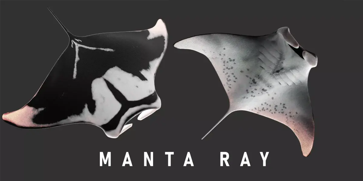 Animated Manta Ray Low-poly 3D model
