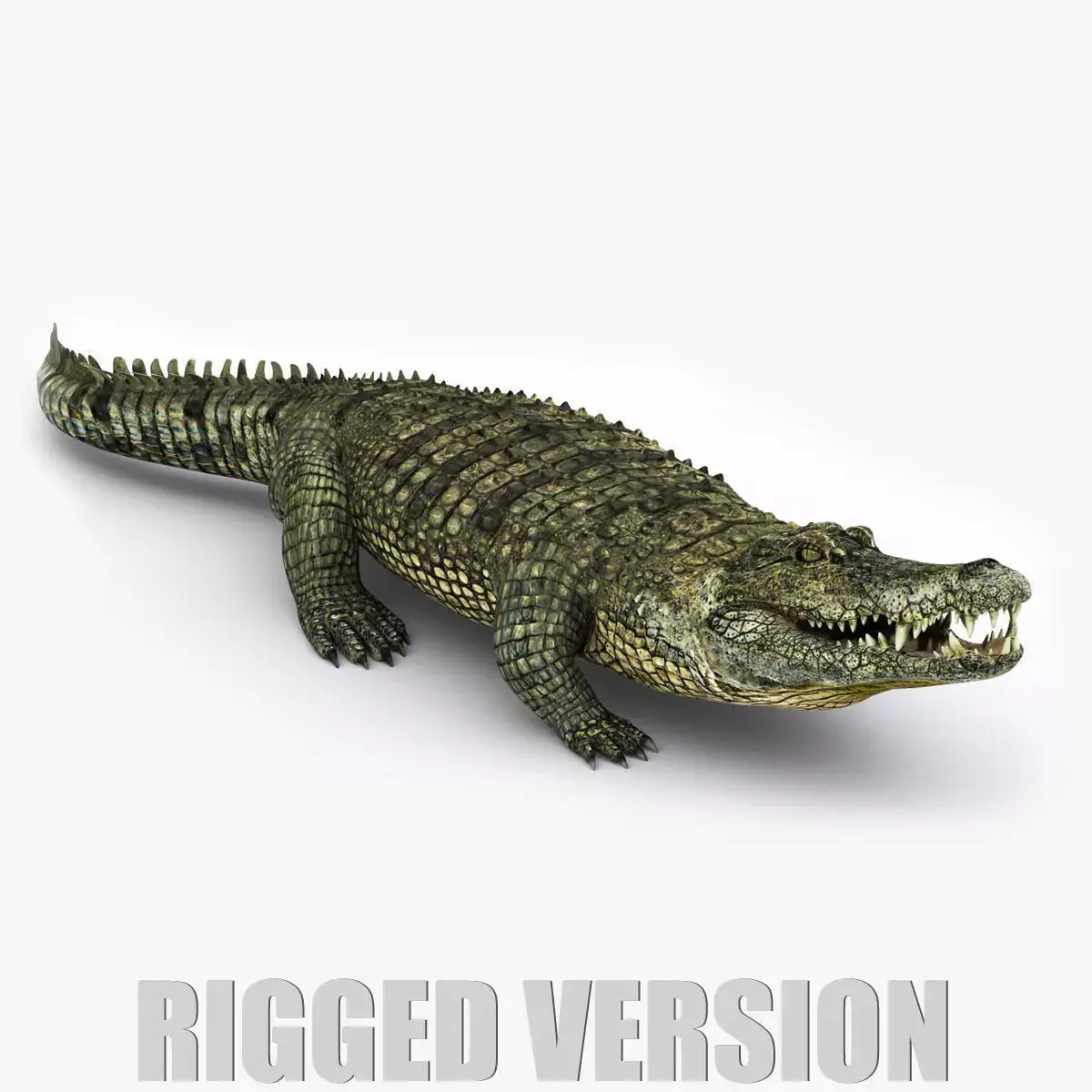 Crocodile RIGGED 3D model