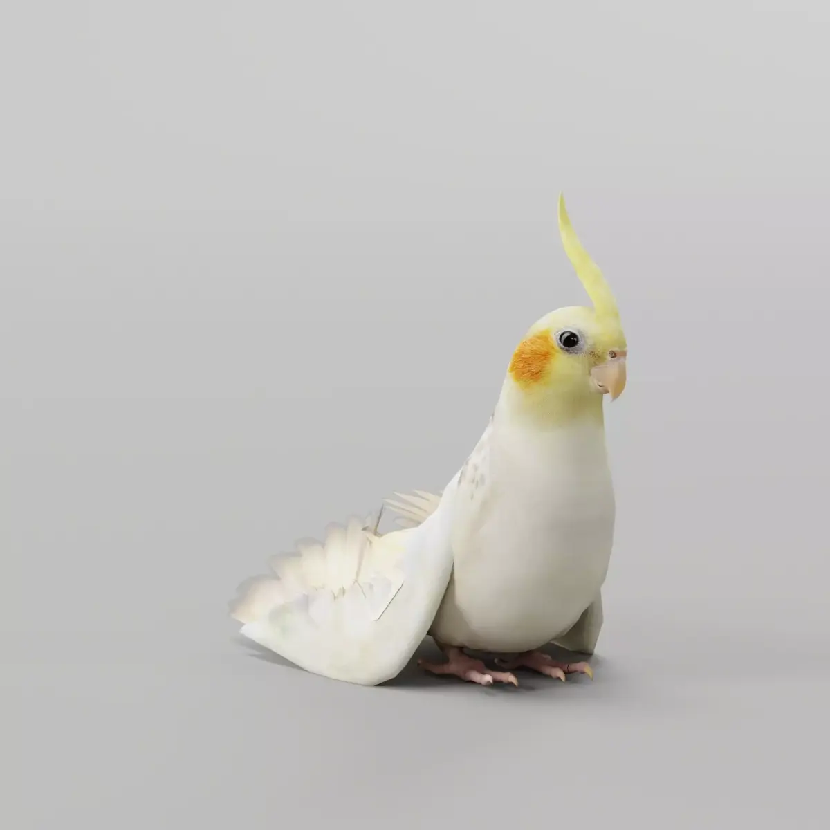 Cockatiel Parrot Bird 3D model