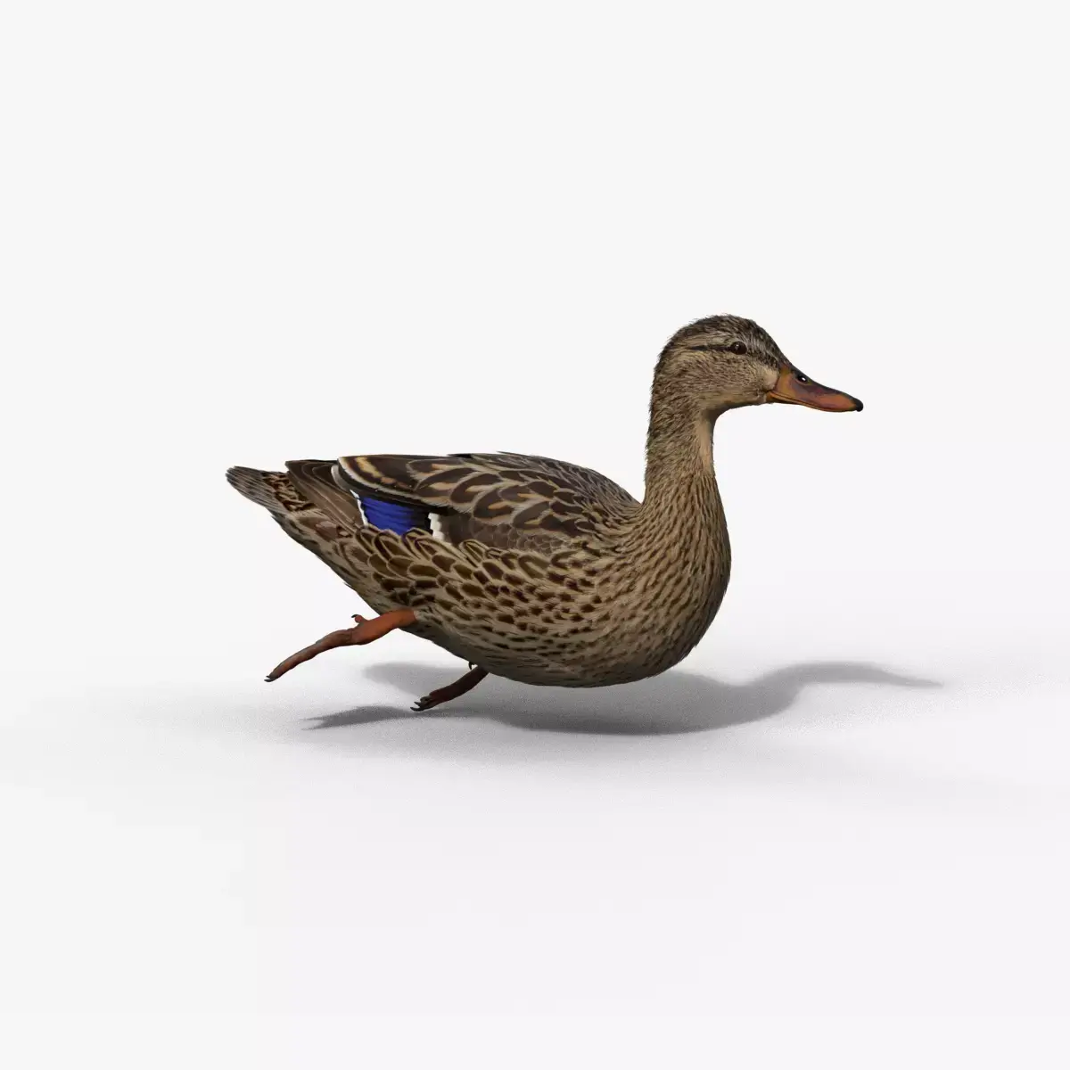 Mallard Female Animated VFX Grace 3D model