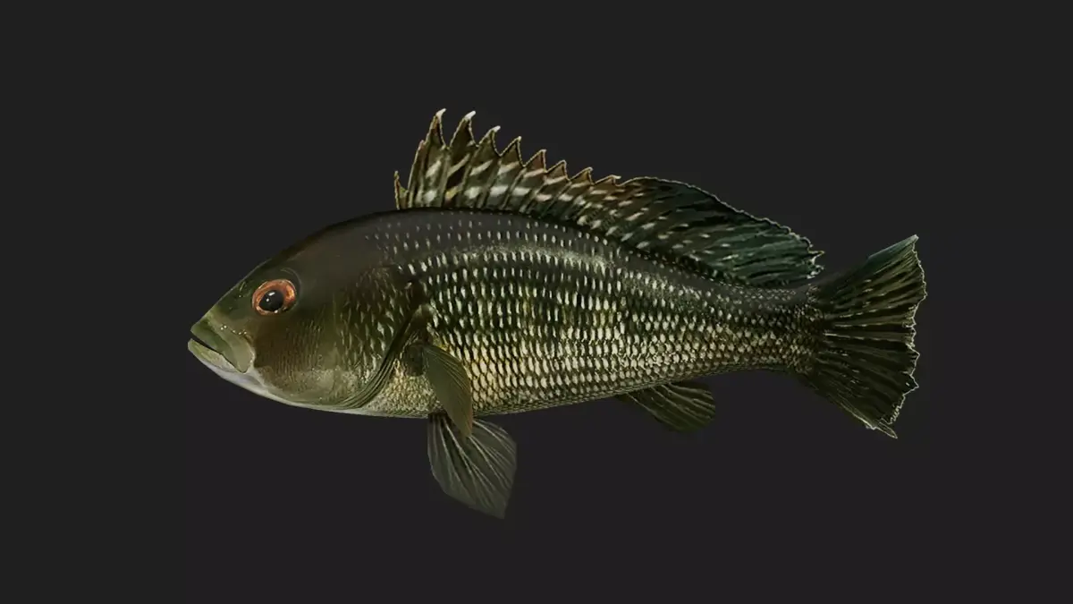 Seabass Low-poly 3D model buy