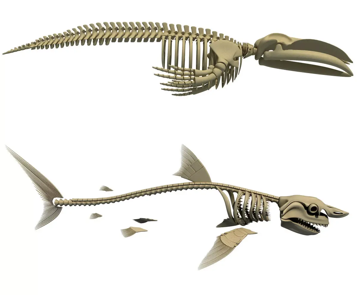 Shark and Blue Whale Skeletons 3D model