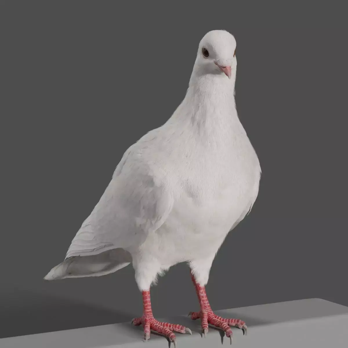 White Pigeon Animation -  VFX Grace 3D model