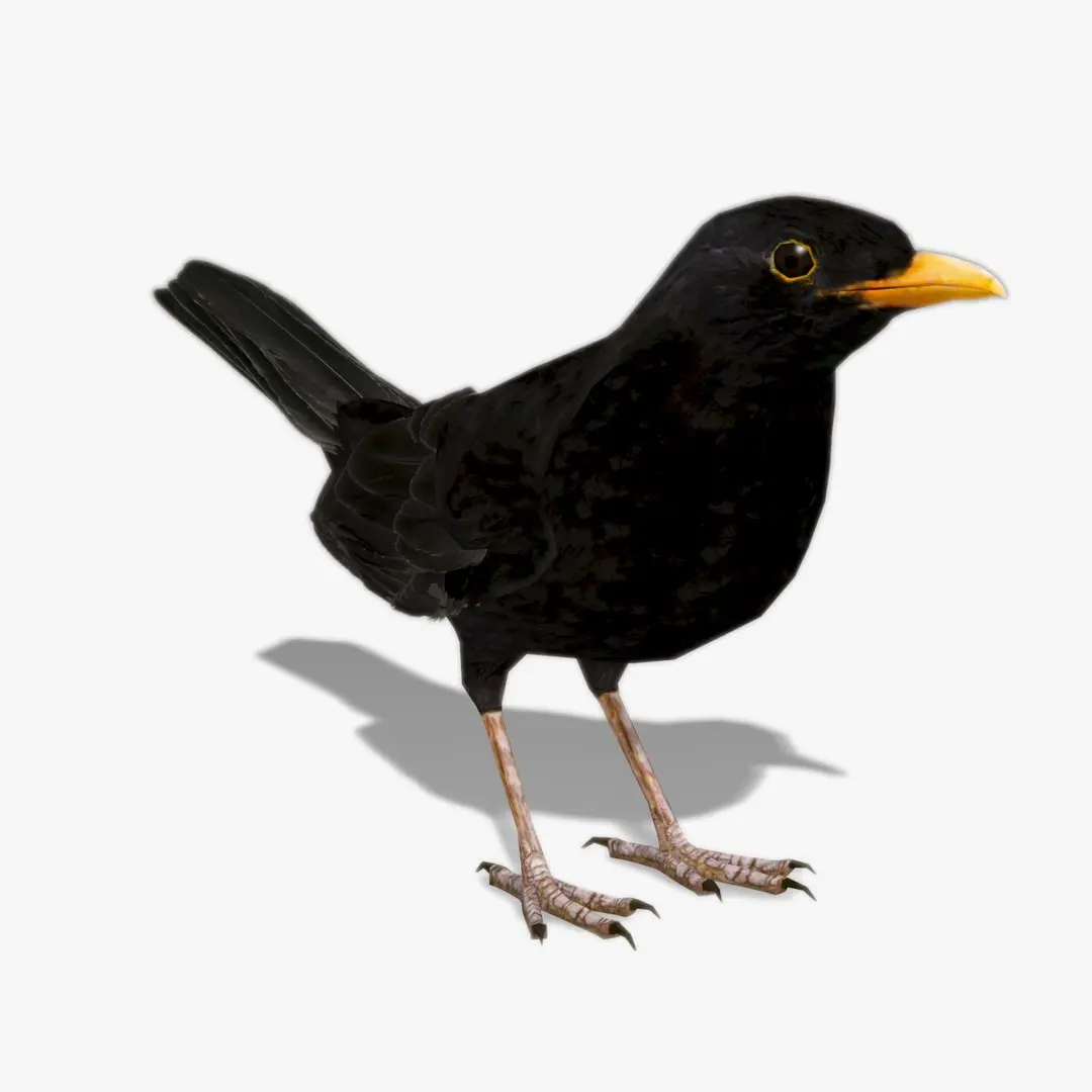 Blackbird 3D model
