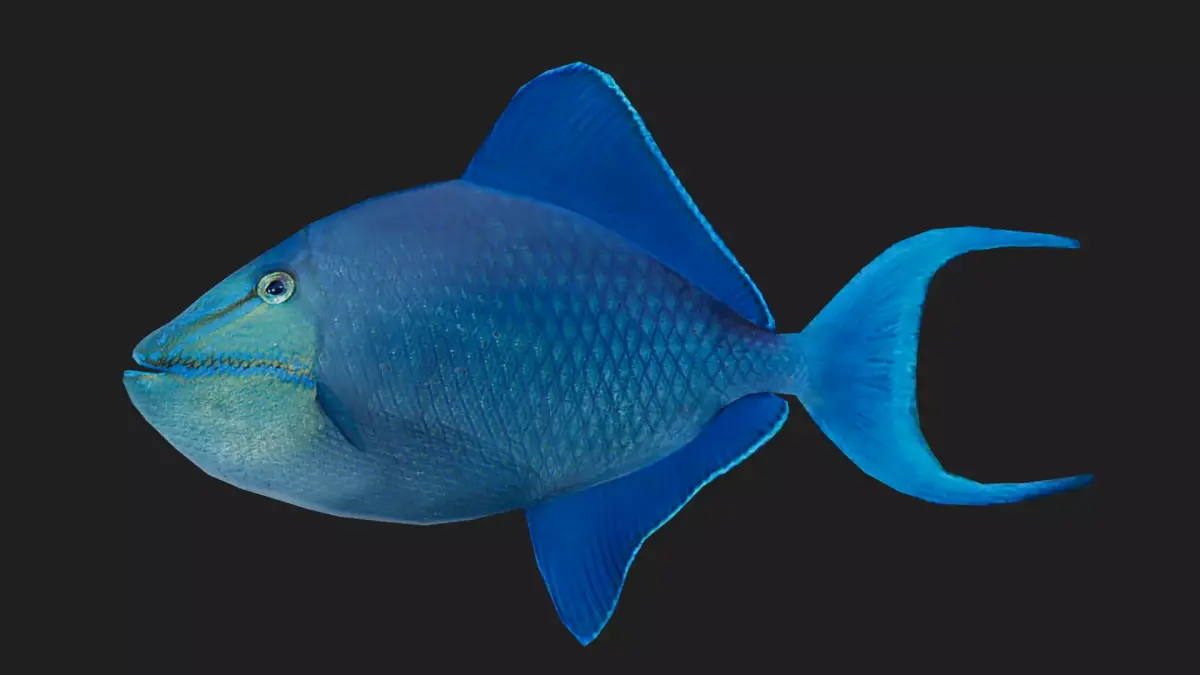Filefish Low-poly 3D model 3