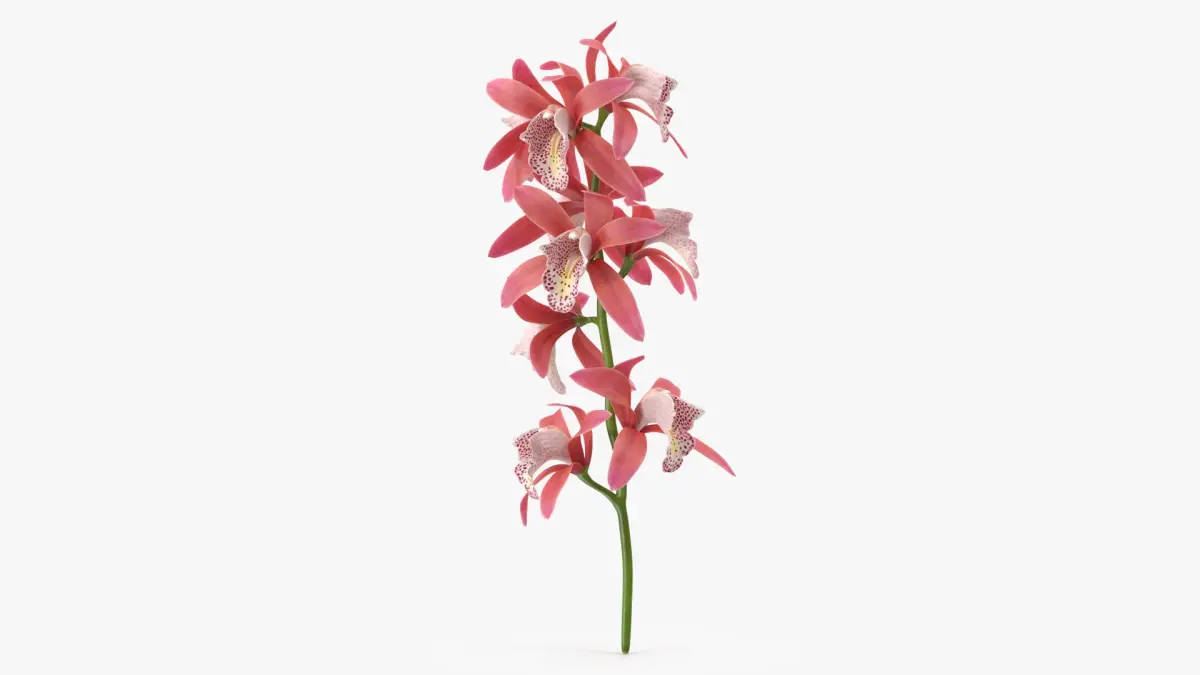 Pink Orchid Branch 3D model