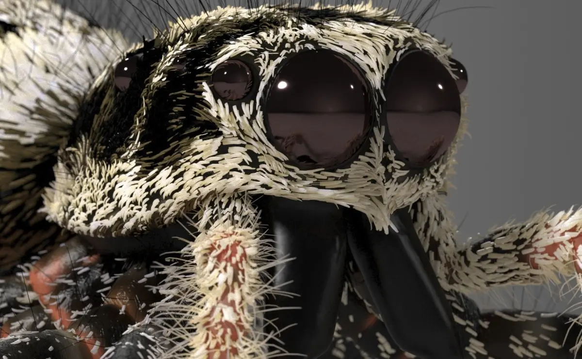 Zebra Jumping Spider 3D model
