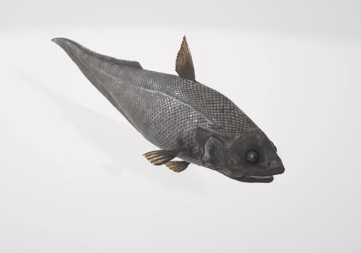 Abyssal Grenadier Deep Sea Fish  Low-poly 3D model