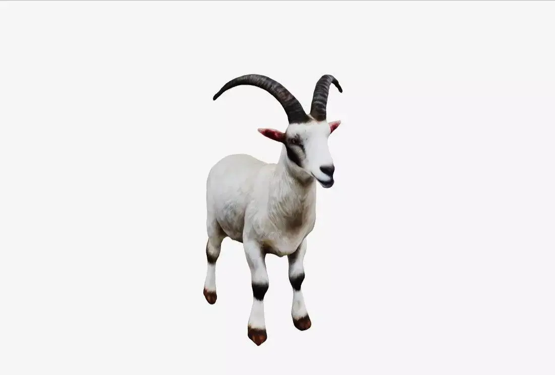 White Goat 3D model