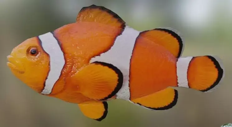 Nemo Fish 3D model