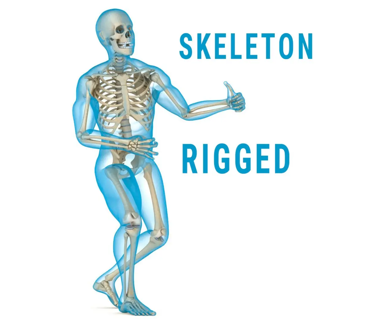 Human Skeleton and body (Rigged) 3D model