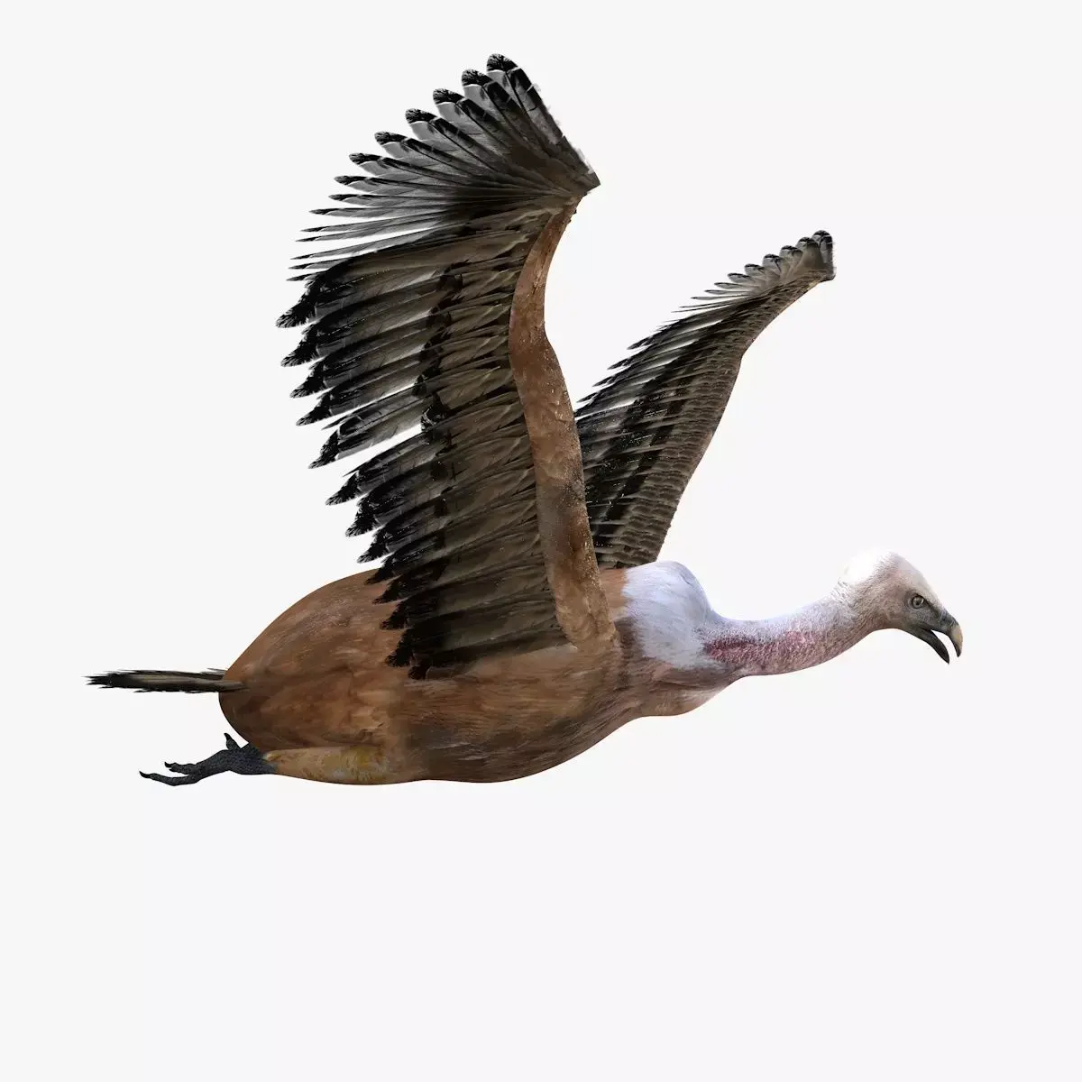 Vulture Bird rigged 3d mdoel Low-poly 3D model