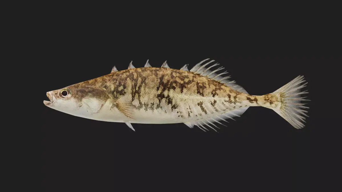 Stickleback Low-poly 3D model