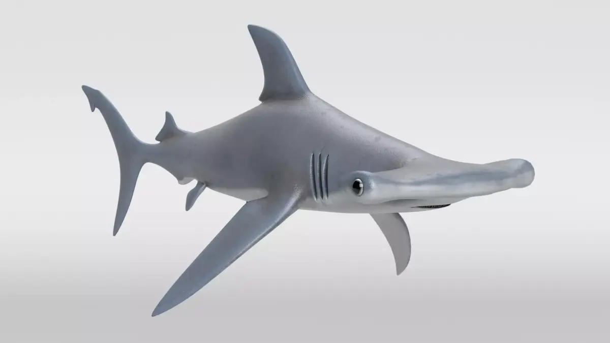 Hammerhead Shark 3D model shop