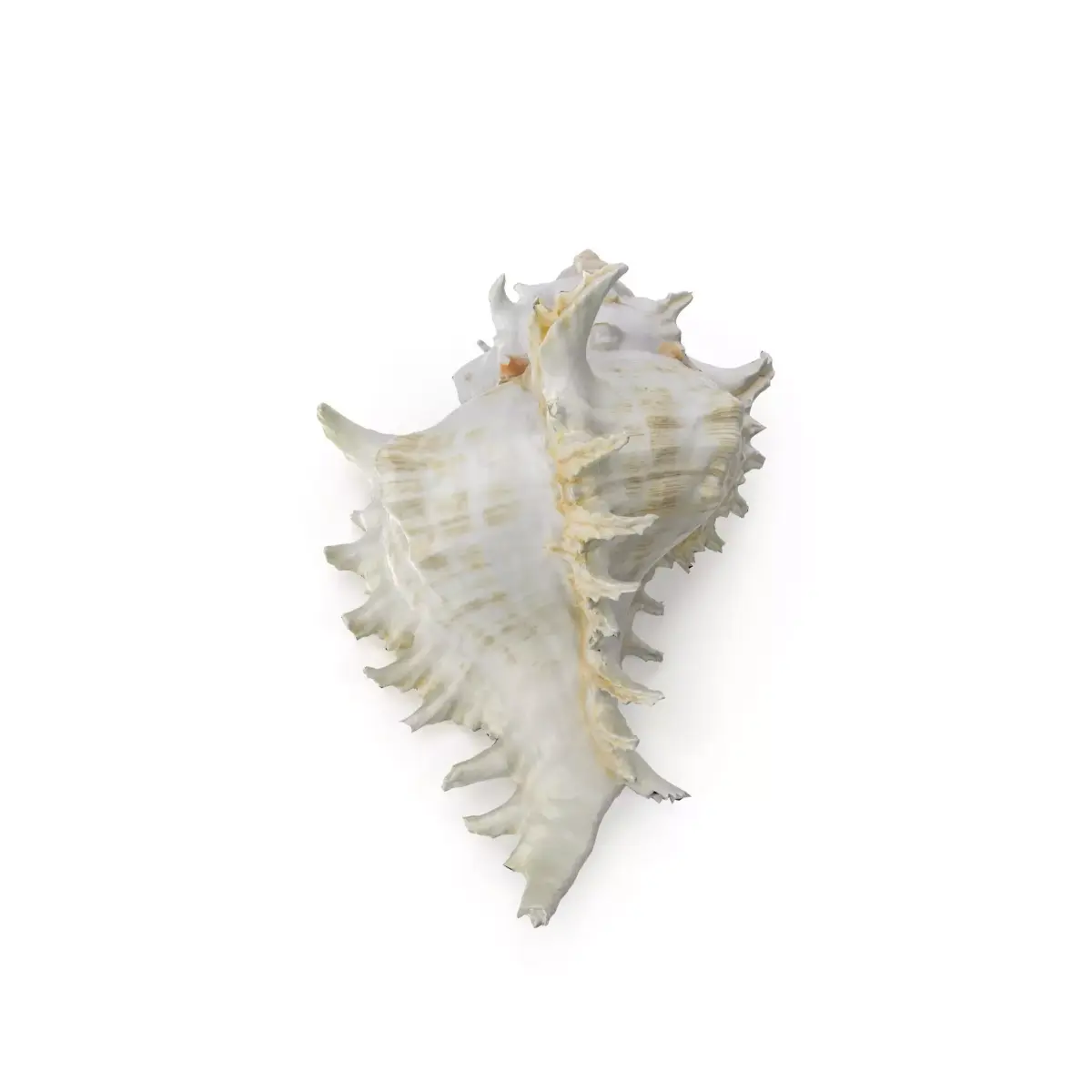 Shell 03 - Low and High Poly Versions  Low-poly 3D model