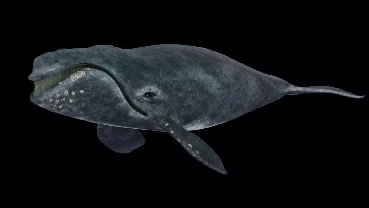 Southern Right Whale - Ballena Franca Low-poly 3D model