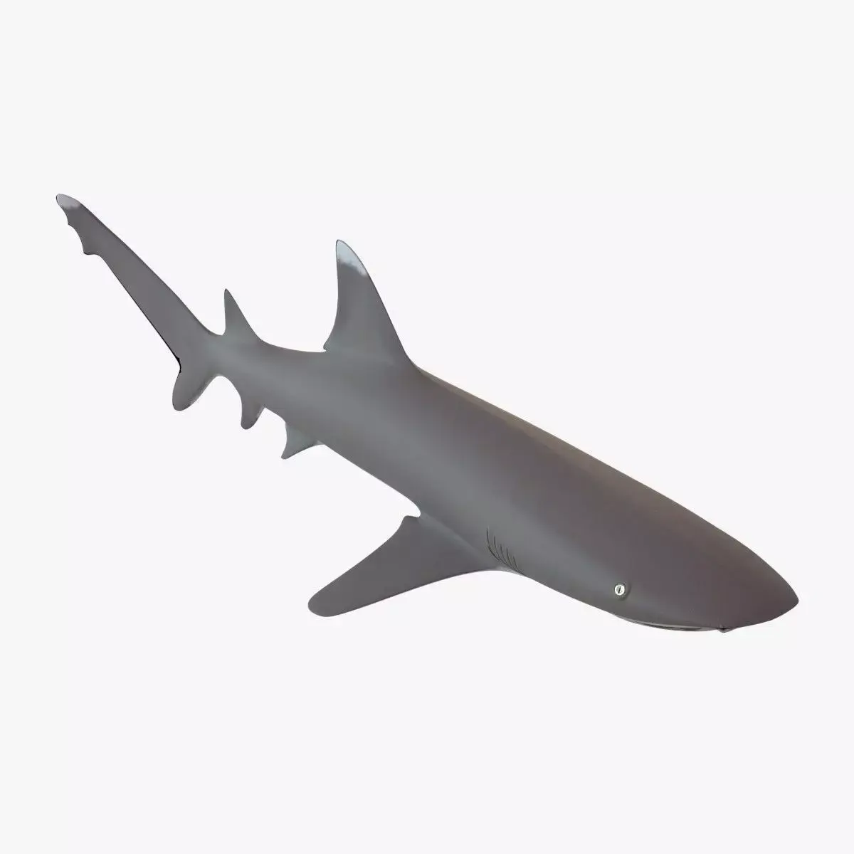 Whitetip Reef Shark Low-poly 3D model purchase