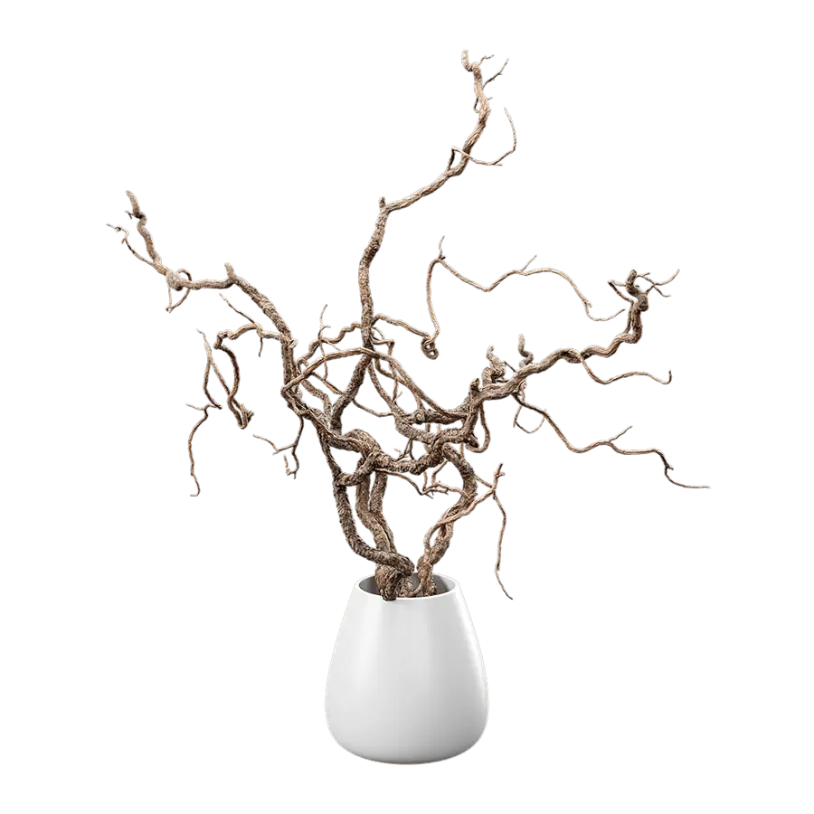  Bare Corkscrew Hazel Potted Plant Model  buy