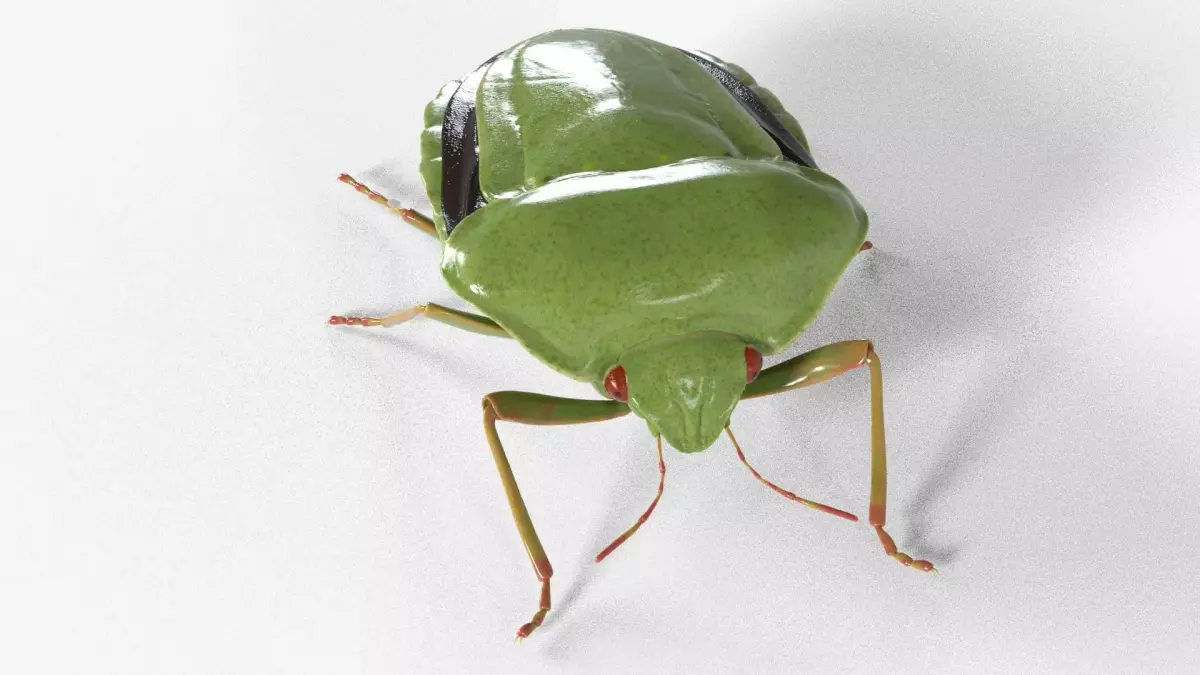 4k Stink bug 3D model