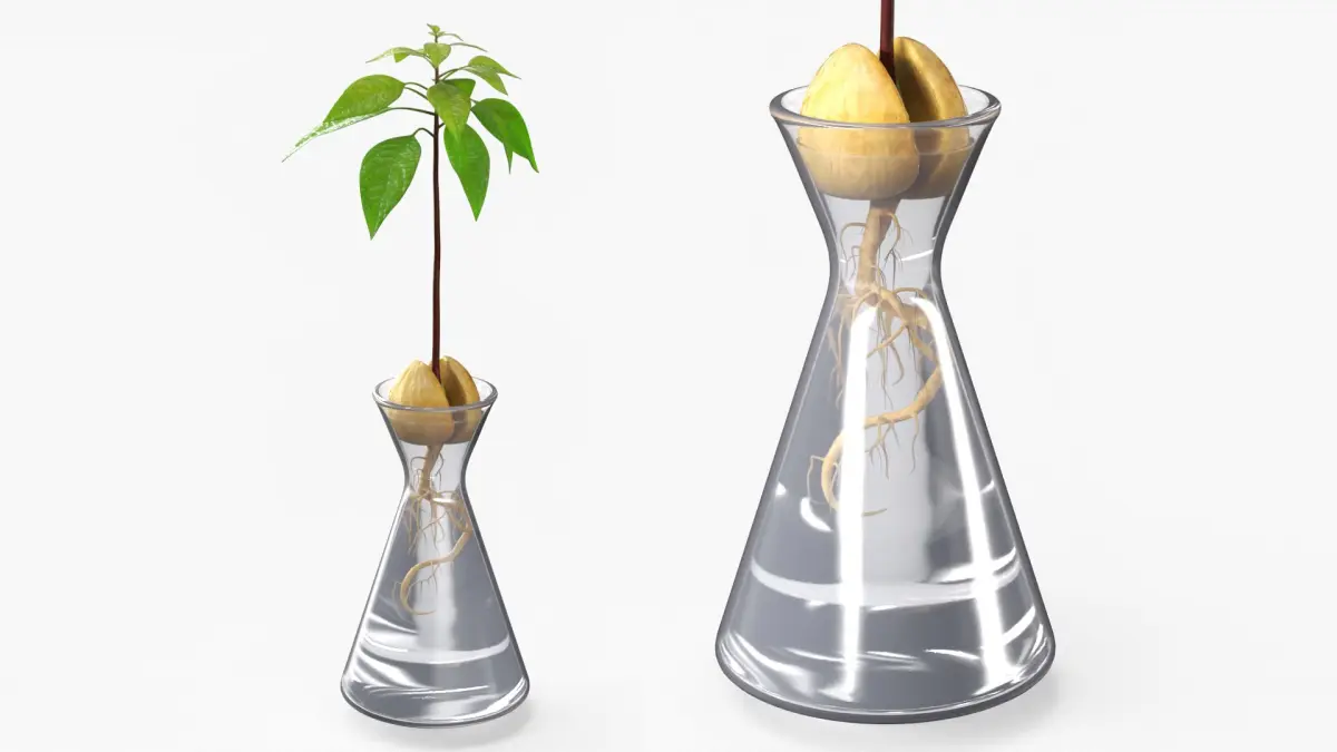 Avocado Seedling Growing in Water Vase Fur 3D model