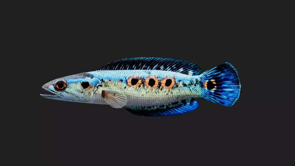 Snakehead Low-poly 3D model